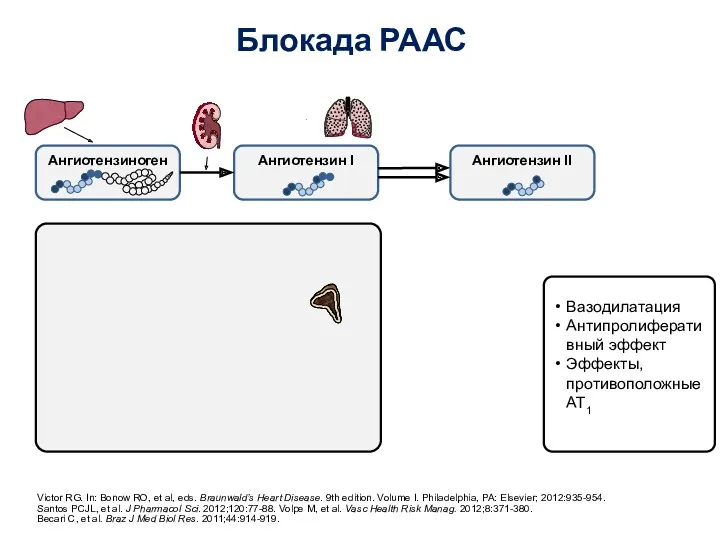 Блокада РААС Victor RG. In: Bonow RO, et al, eds.