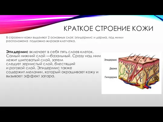 КРАТКОЕ СТРОЕНИЕ КОЖИ Эпидермис включает в себя пять слоев клеток.