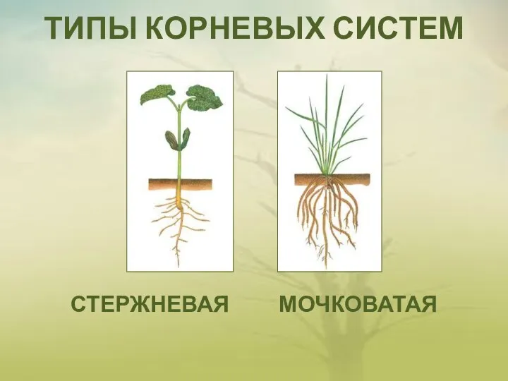 ТИПЫ КОРНЕВЫХ СИСТЕМ СТЕРЖНЕВАЯ МОЧКОВАТАЯ