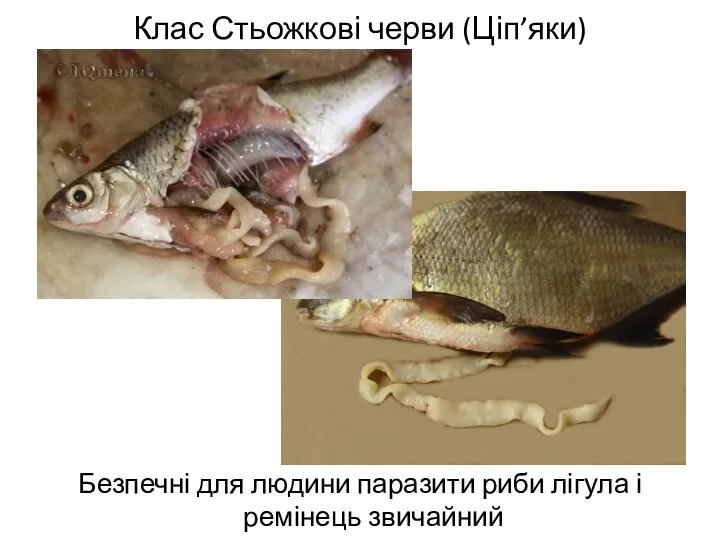 Клас Стьожкові черви (Ціп’яки) Безпечні для людини паразити риби лігула і ремінець звичайний