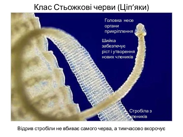 Клас Стьожкові черви (Ціп’яки) Відрив стробіли не вбиває самого черва, а тимчасово вкорочує