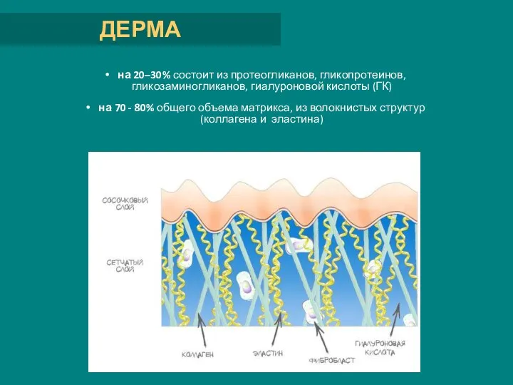 на 20–30% состоит из протеогликанов, гликопротеинов, гликозаминогликанов, гиалуроновой кислоты (ГК)