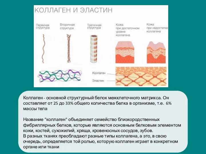 Коллаген - основной структурный белок межклеточного матрикса. Он составляет от