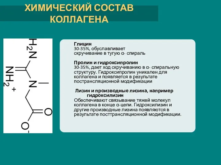 ХИМИЧЕСКИЙ СОСТАВ КОЛЛАГЕНА Глицин 30-35%, обуславливает скручивание в тугую α-