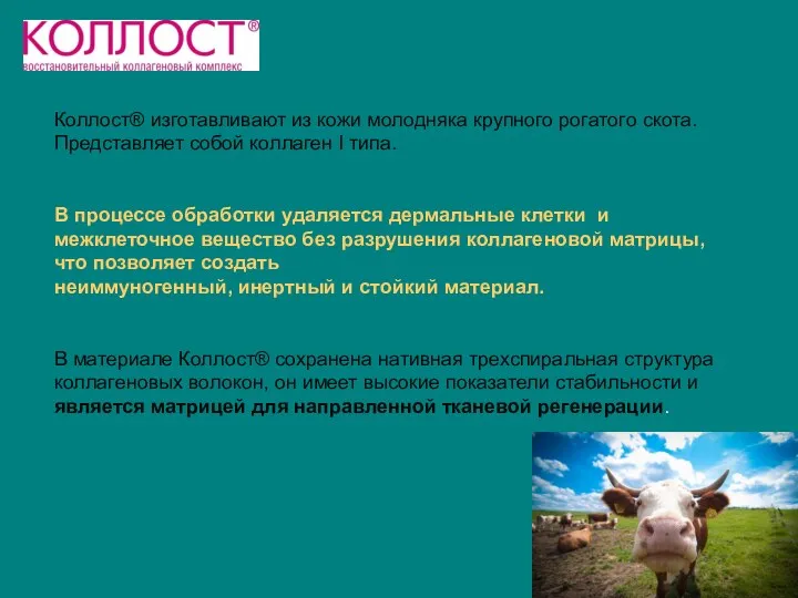 Коллост® изготавливают из кожи молодняка крупного рогатого скота. Представляет собой