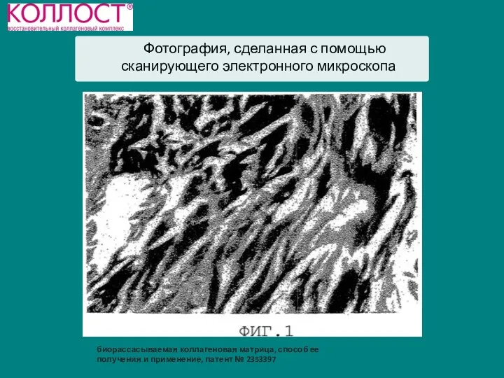 биорассасываемая коллагеновая матрица, способ ее получения и применение, патент №