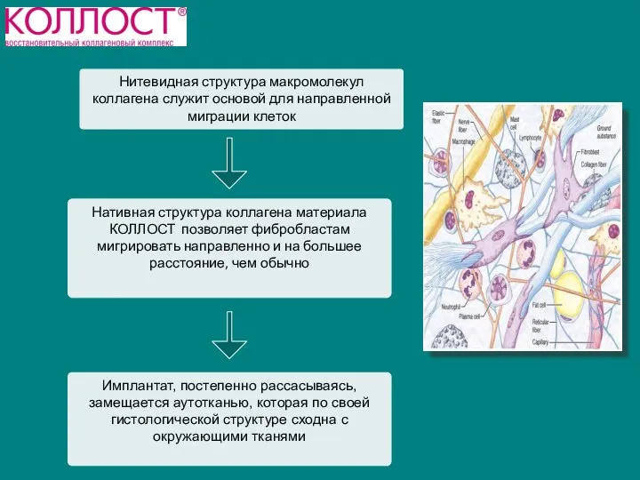 Нитевидная структура макромолекул коллагена служит основой для направленной миграции клеток