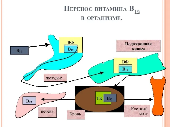 Перенос витамина В12 в организме.