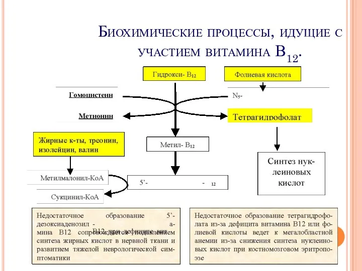 Биохимические процессы, идущие с участием витамина В12.