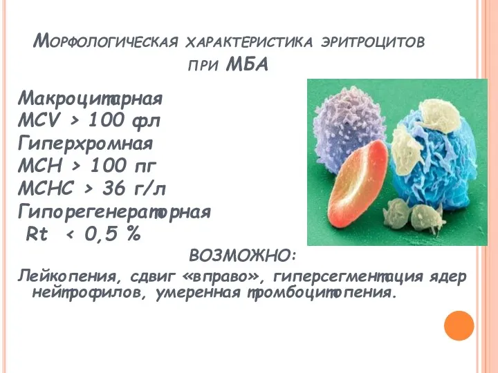 Морфологическая характеристика эритроцитов при МБА Макроцитарная MCV > 100 фл