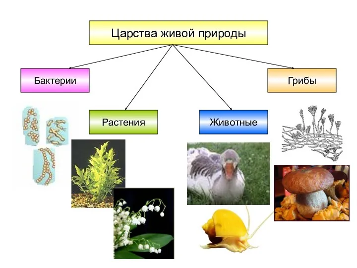 Царства живой природы Бактерии Грибы Растения Животные