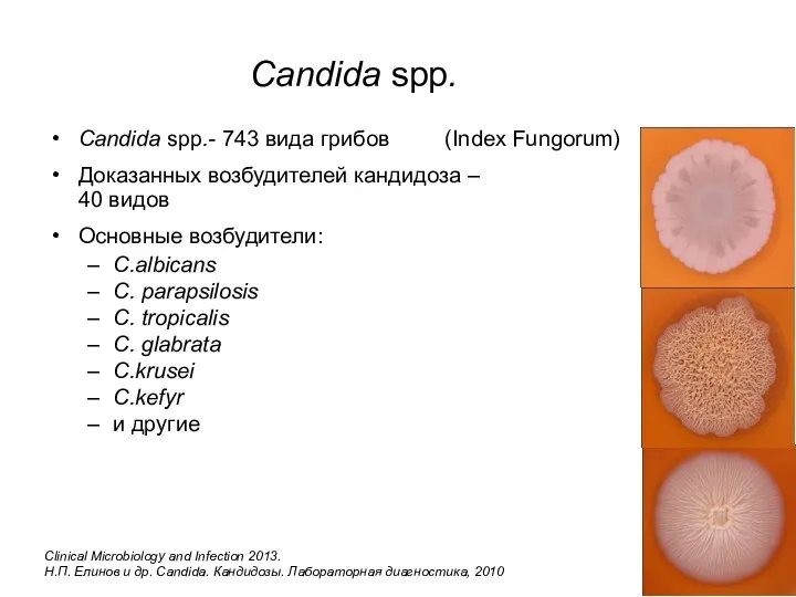 Candida spp. Candida spp.- 743 вида грибов (Index Fungorum) Доказанных возбудителей кандидоза –
