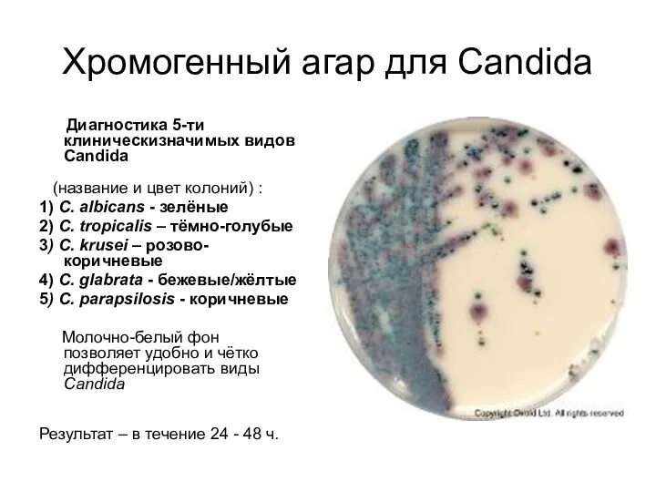 Хромогенный агар для Candida Диагностика 5-ти клиническизначимых видов Candida (название и цвет колоний)