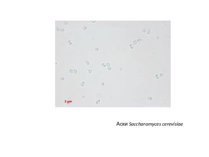 Аски Saccharomyces cerevisiae