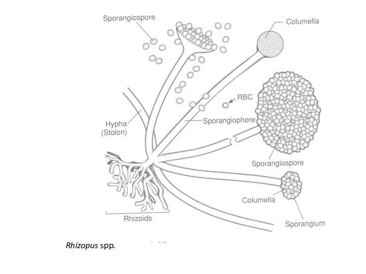 Rhizopus spp.