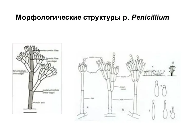 Морфологические структуры р. Penicillium