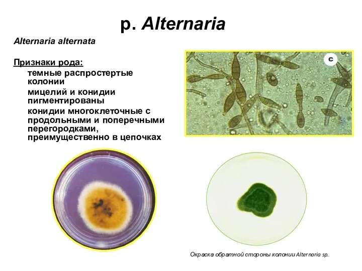 p. Alternaria Alternaria alternata Признаки рода: темные распростертые колонии мицелий и конидии пигментированы