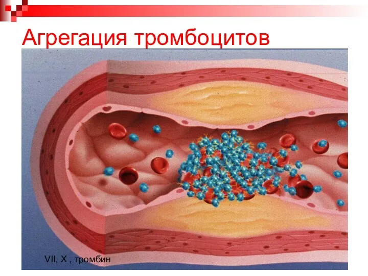 Агрегация тромбоцитов VII, X , тромбин