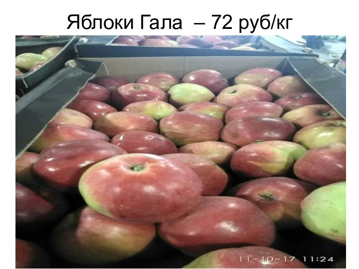 Яблоки Гала – 72 руб/кг