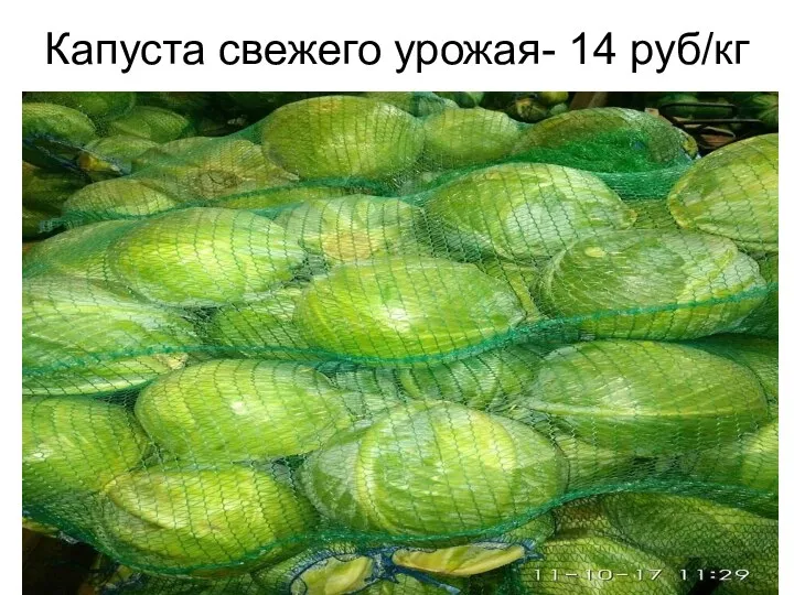 Капуста свежего урожая- 14 руб/кг