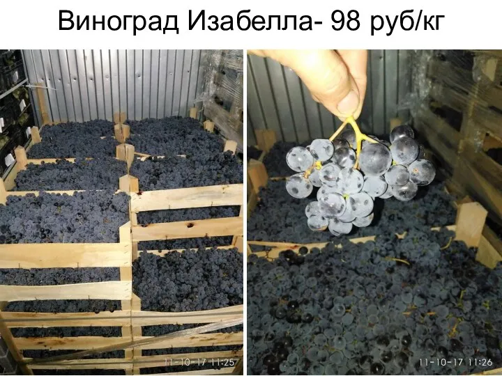 Виноград Изабелла- 98 руб/кг