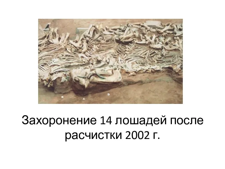 Захоронение 14 лошадей после расчистки 2002 г.