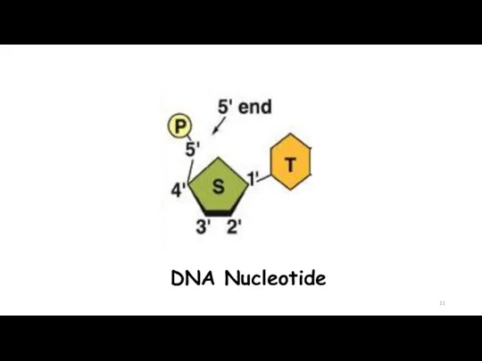 DNA Nucleotide