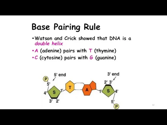 Base Pairing Rule Watson and Crick showed that DNA is