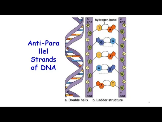 Anti-Parallel Strands of DNA