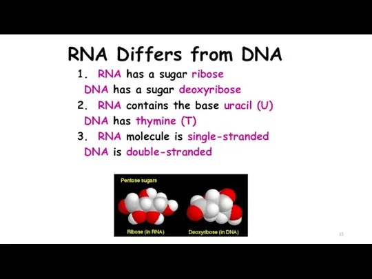 RNA Differs from DNA 1. RNA has a sugar ribose