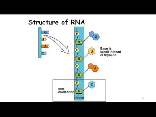 Structure of RNA