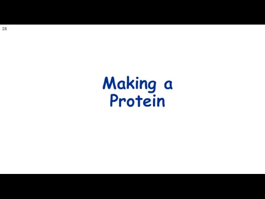 Making a Protein