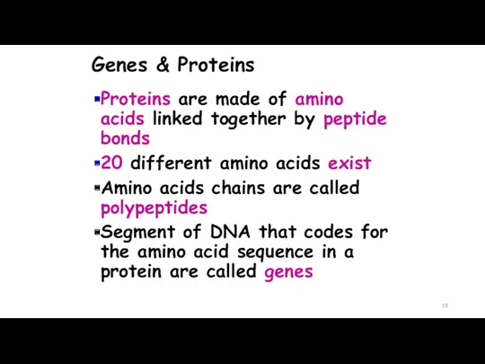 Genes & Proteins Proteins are made of amino acids linked