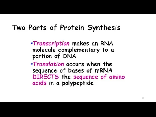 Two Parts of Protein Synthesis Transcription makes an RNA molecule