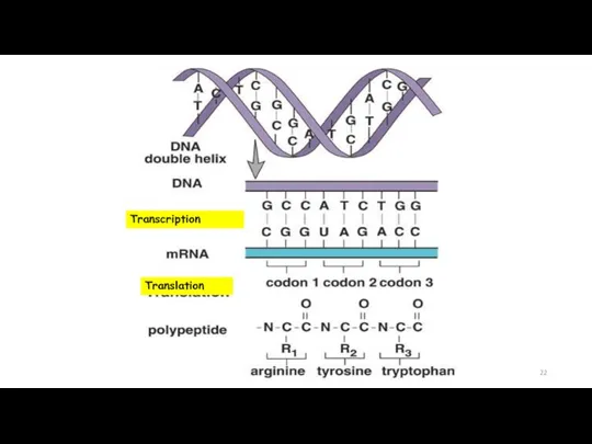 Transcription Translation