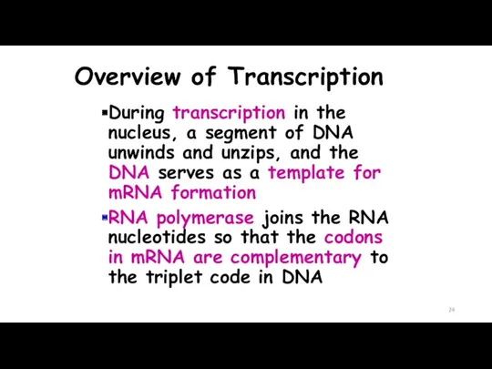 Overview of Transcription During transcription in the nucleus, a segment