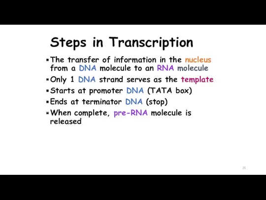 Steps in Transcription The transfer of information in the nucleus