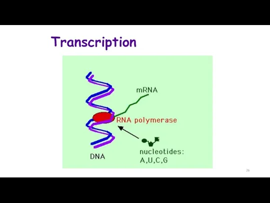 Transcription