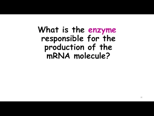 What is the enzyme responsible for the production of the mRNA molecule?