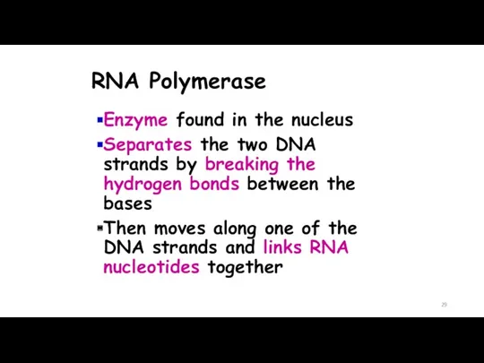 RNA Polymerase Enzyme found in the nucleus Separates the two