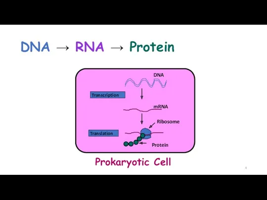 Prokaryotic Cell DNA → RNA → Protein