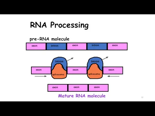 RNA Processing