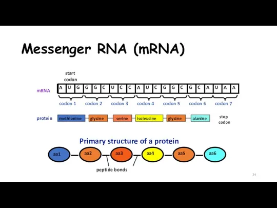 Messenger RNA (mRNA)