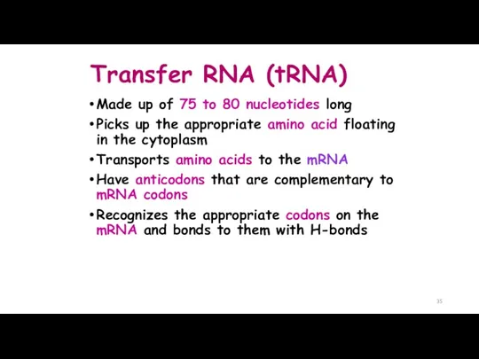 Transfer RNA (tRNA) Made up of 75 to 80 nucleotides