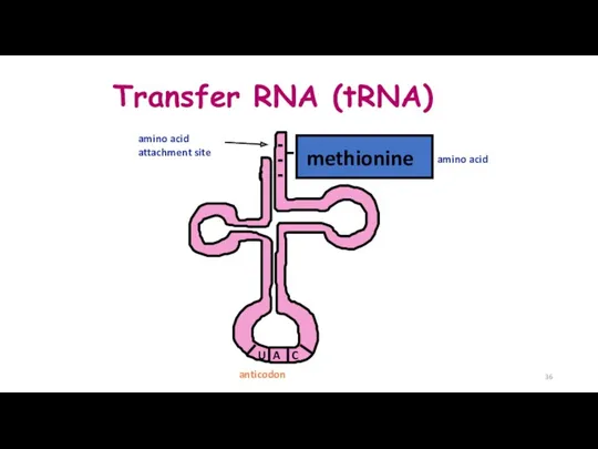 Transfer RNA (tRNA)