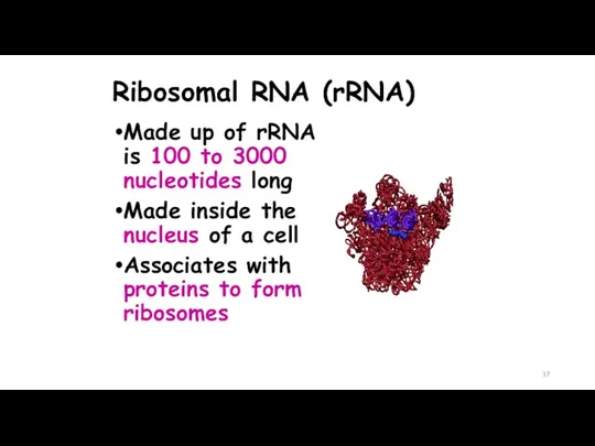 Ribosomal RNA (rRNA) Made up of rRNA is 100 to