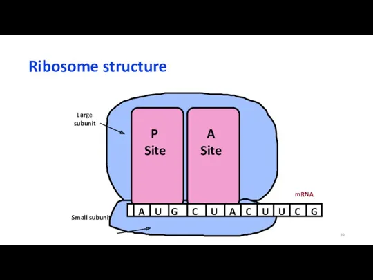 Ribosome structure P Site A Site Large subunit Small subunit