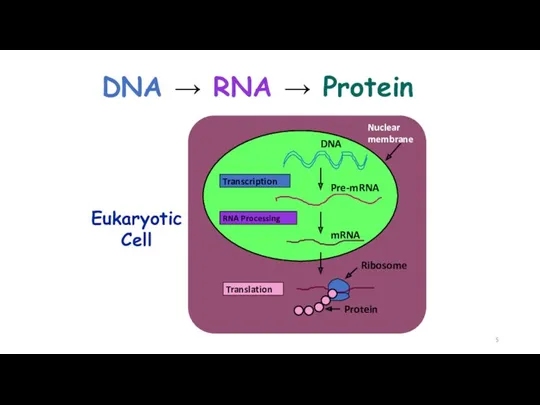 DNA → RNA → Protein Eukaryotic Cell