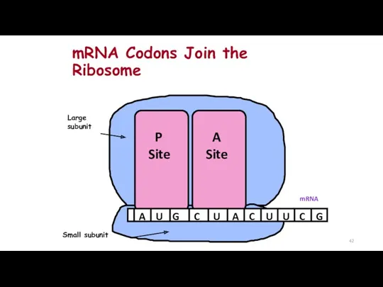 mRNA Codons Join the Ribosome P Site A Site Large subunit Small subunit