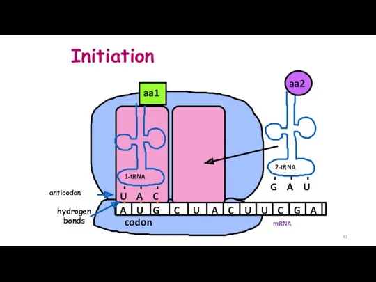 Initiation mRNA A U G C U A C U